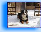 Felina Queen Elsa - 3 roky 