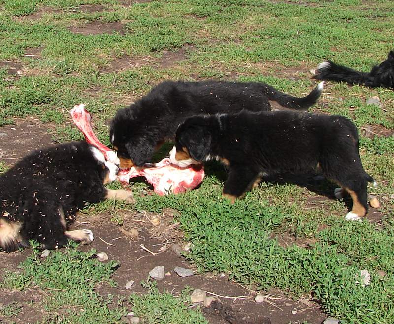 Kostičky (štěňata 8,5 týdne)