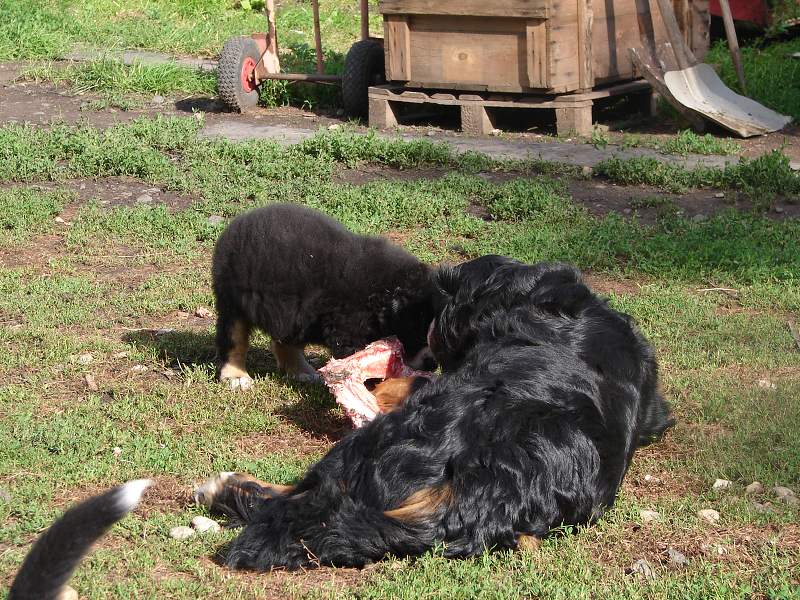 Kostičky (štěňata 8,5 týdne)