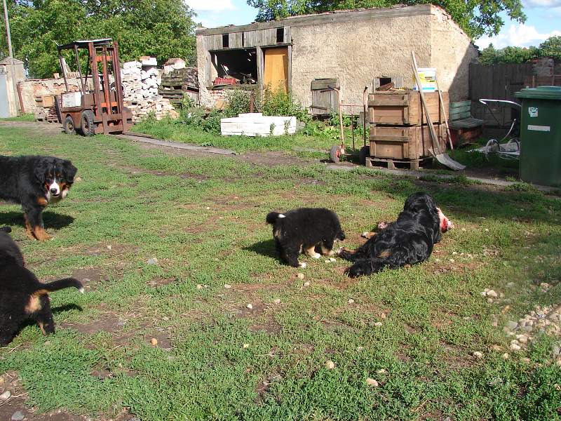 Kostičky (štěňata 8,5 týdne)