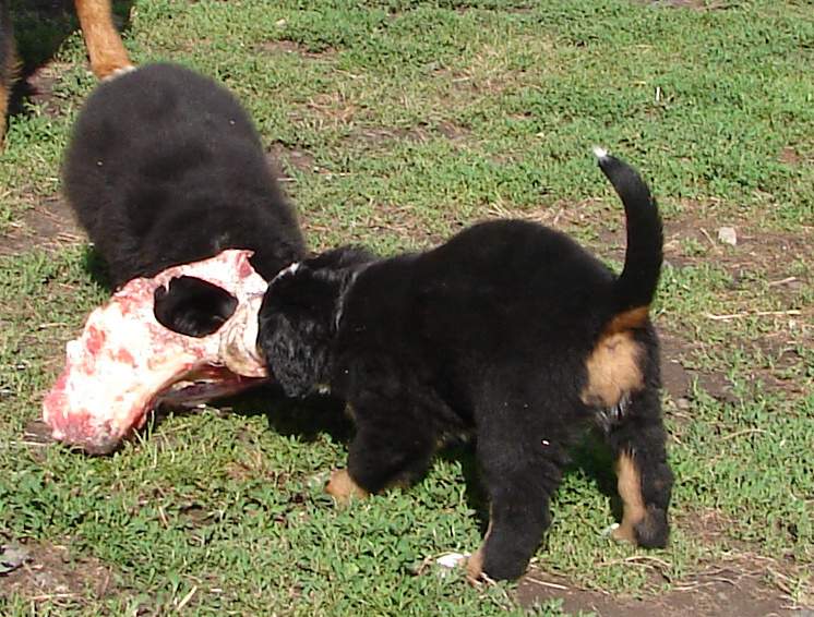 Kostičky (štěňata 8,5 týdne)
