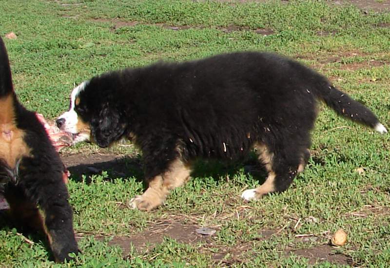 Kostičky (štěňata 8,5 týdne)