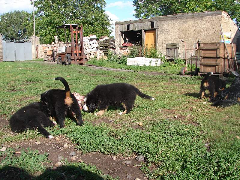 Kostičky (štěňata 8,5 týdne)