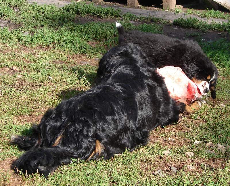 Kostičky (štěňata 8,5 týdne)