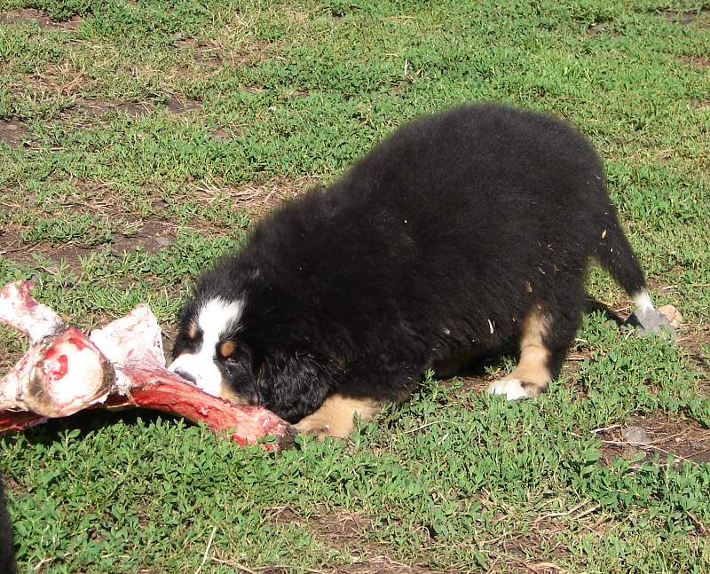Kostičky (štěňata 8,5 týdne)