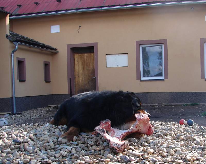 Kostičky (štěňata 8,5 týdne)
