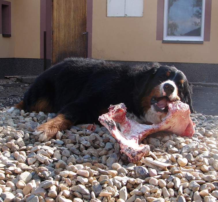 Kostičky (štěňata 8,5 týdne)