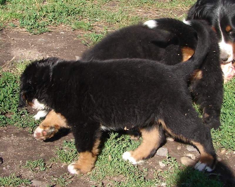 Kostičky (štěňata 8,5 týdne)