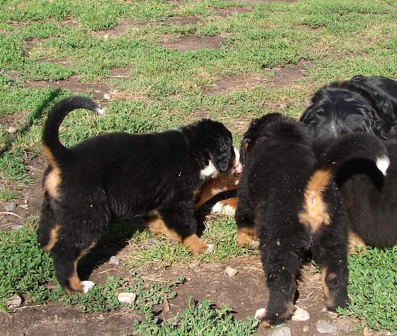Kostičky (štěňata 8,5 týdne)