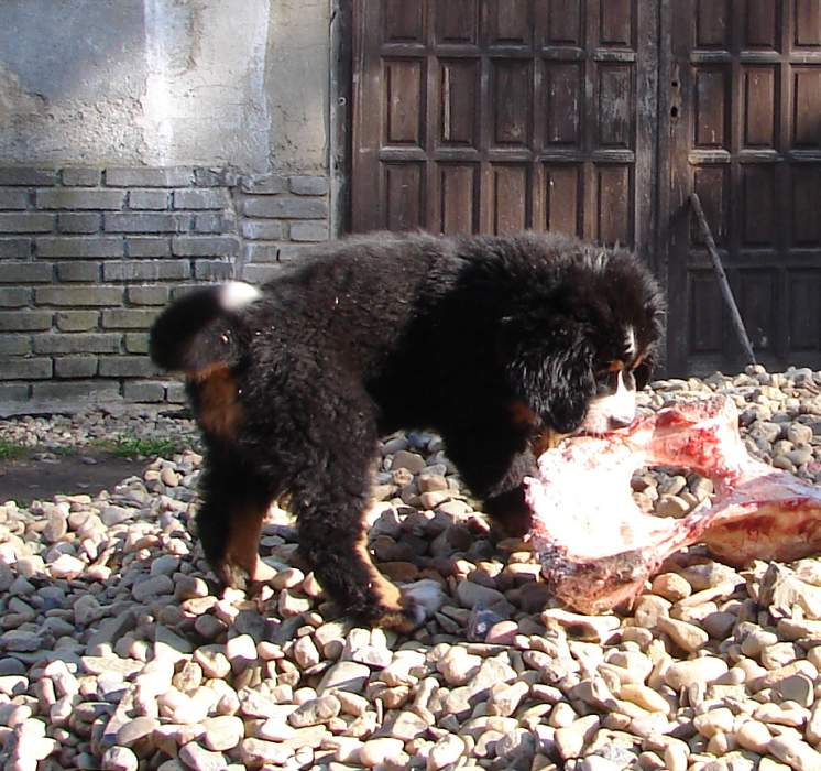 Kostičky (štěňata 8,5 týdne)