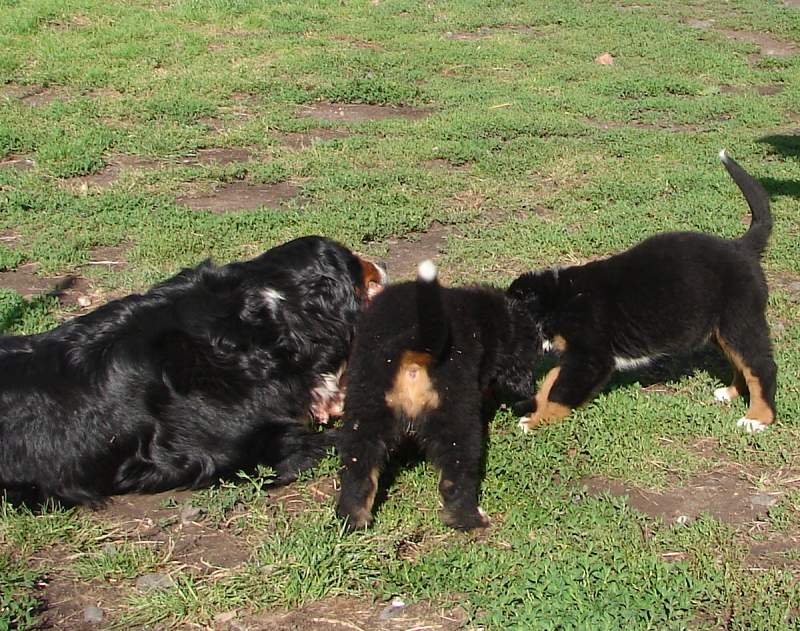Kostičky (štěňata 8,5 týdne)