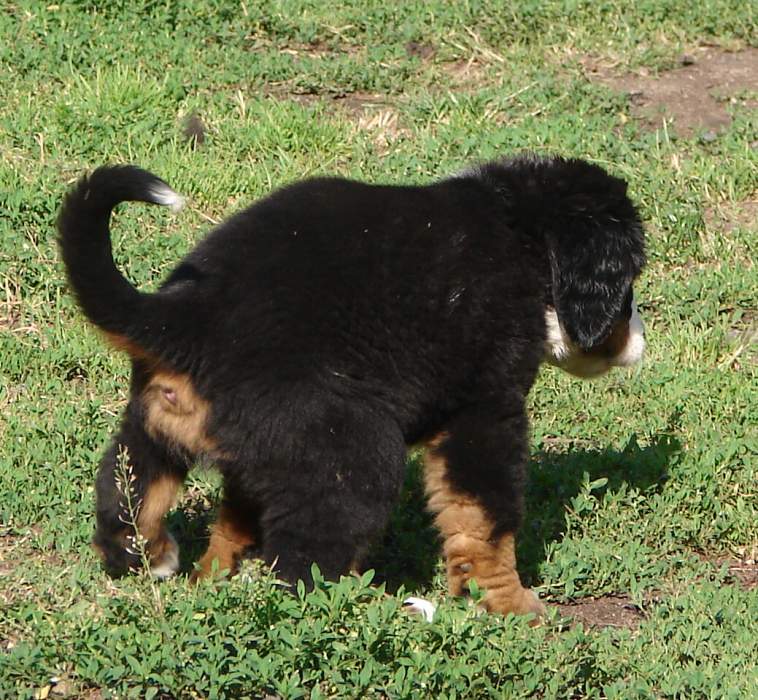 Kostičky (štěňata 8,5 týdne)