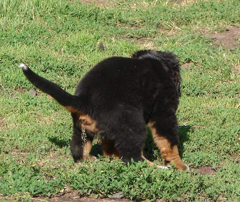 Kostičky (štěňata 8,5 týdne)