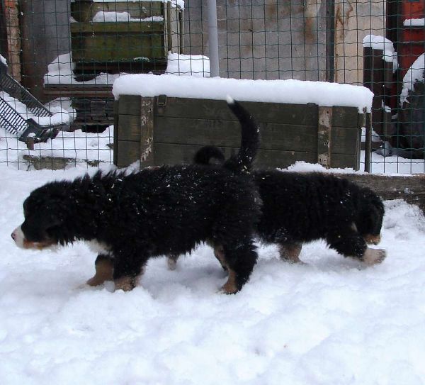 Prosinec 2009 - sluneční zimní den