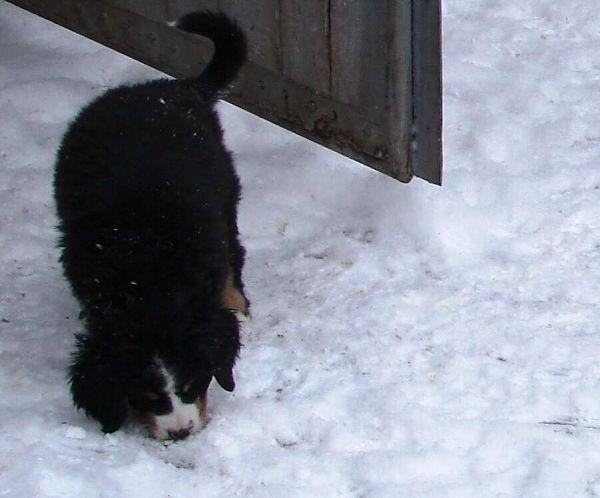 Prosinec 2009 - sluneční zimní den
