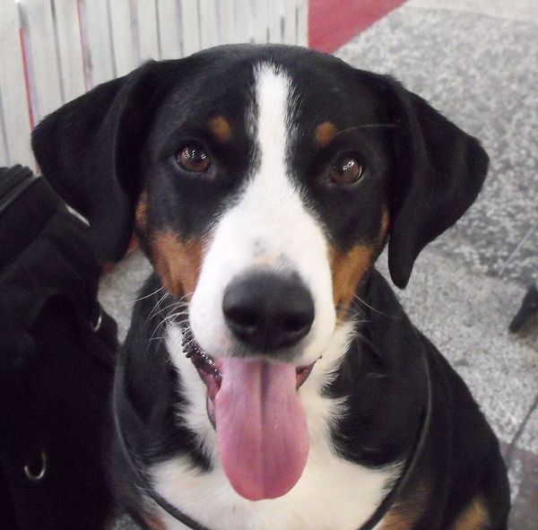 Duo CACIB Zagreb - Comtessa a Kristof