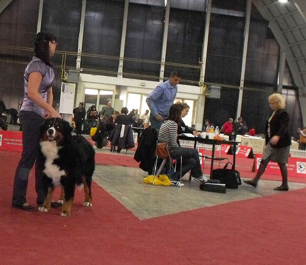 Duo CACIB Zagreb - Comtessa a Kristof