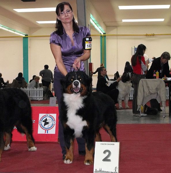 Duo CACIB Zagreb - Comtessa a Kristof