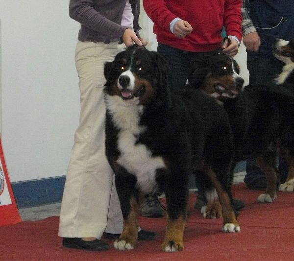 Duo CACIB Zagreb - Comtessa a Kristof