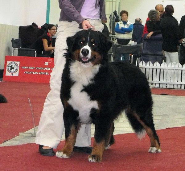 Duo CACIB Zagreb - Comtessa a Kristof