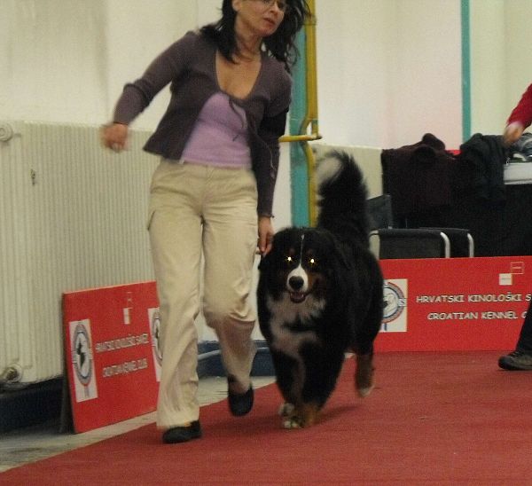 Duo CACIB Zagreb - Comtessa a Kristof