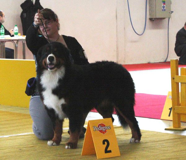 DUO CACIB Nitra 5. - 6. 12. 2009