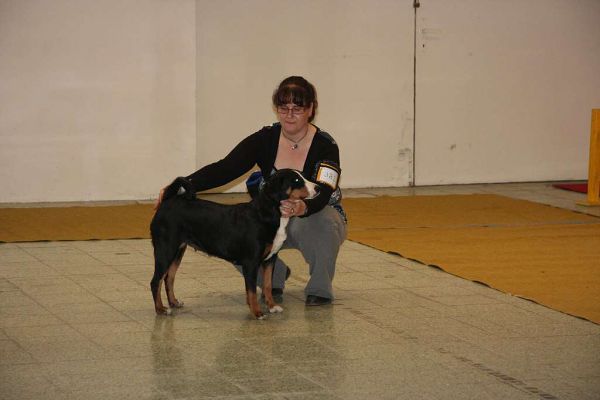 DUO CACIB Nitra 5. - 6. 12. 2009