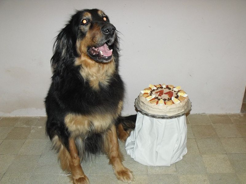 Alenka od Hrnčířského kruhu - Lakynka - 11 let 