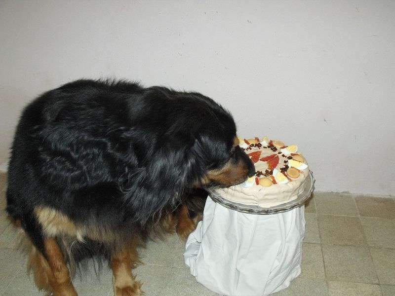 Alenka od Hrnčířského kruhu - Lakynka - 11 let 