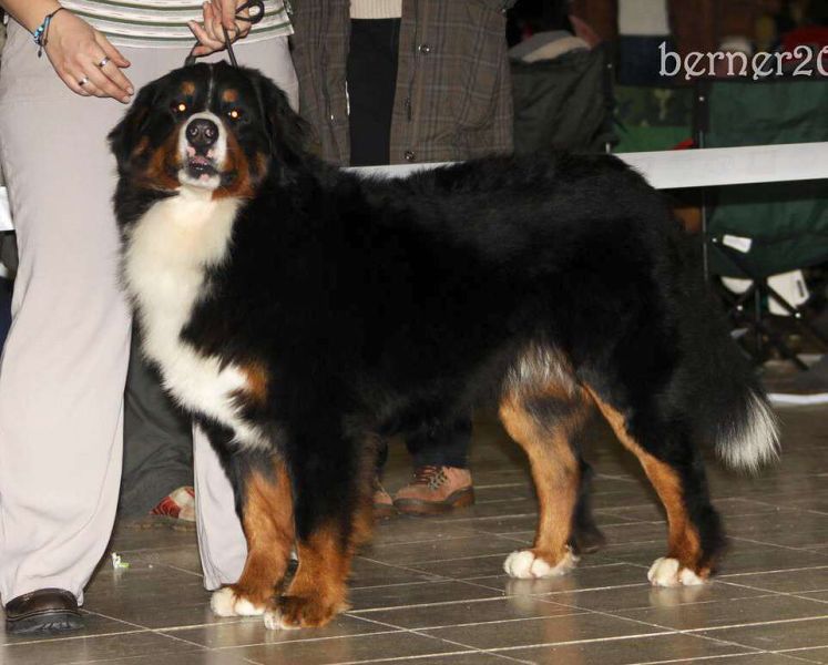 CACIB Trenčín 24.1.10 - Kristof a Lousiana Queen Elsa