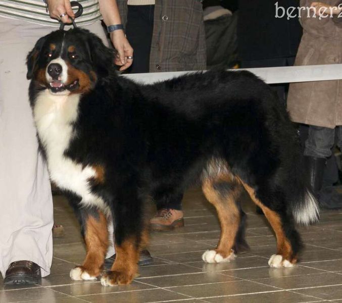 CACIB Trenčín 24.1.10 - Kristof a Lousiana Queen Elsa