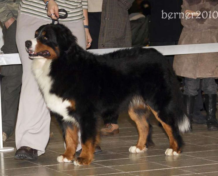 CACIB Trenčín 24.1.10 - Kristof a Lousiana Queen Elsa