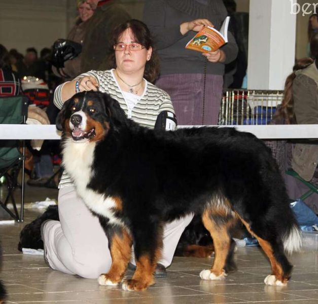 CACIB Trenčín 24.1.10 - Kristof a Lousiana Queen Elsa