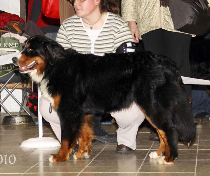 CACIB Trenčín 24.1.10 - Kristof a Lousiana Queen Elsa
