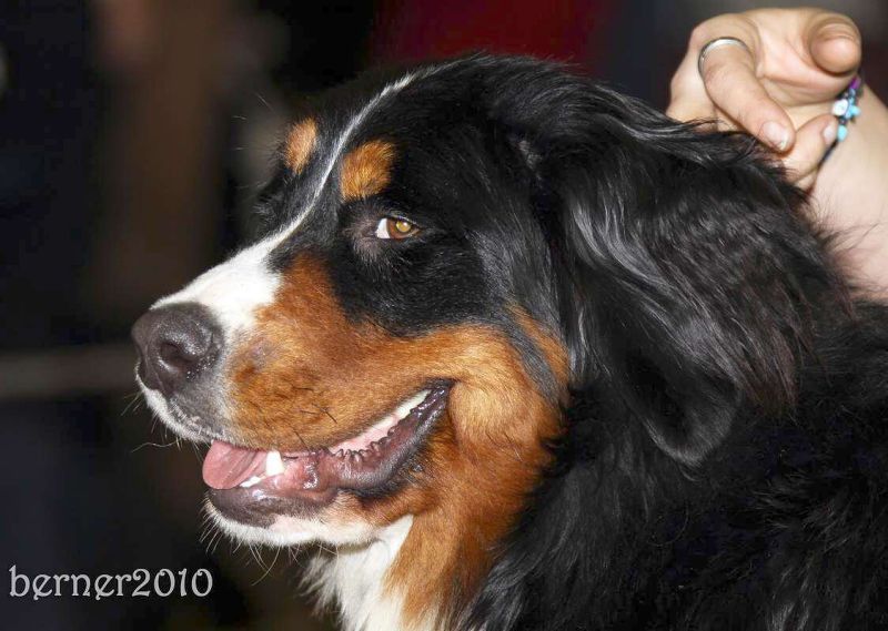 CACIB Trenčín 24.1.10 - Kristof a Lousiana Queen Elsa
