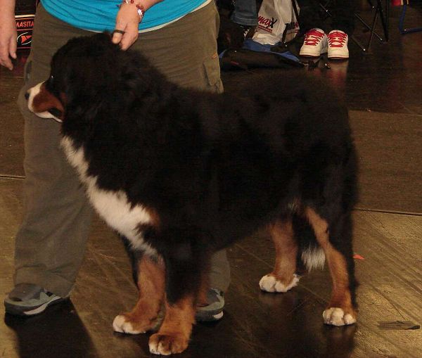 CACIB Norimberk - 17. 1. 2010