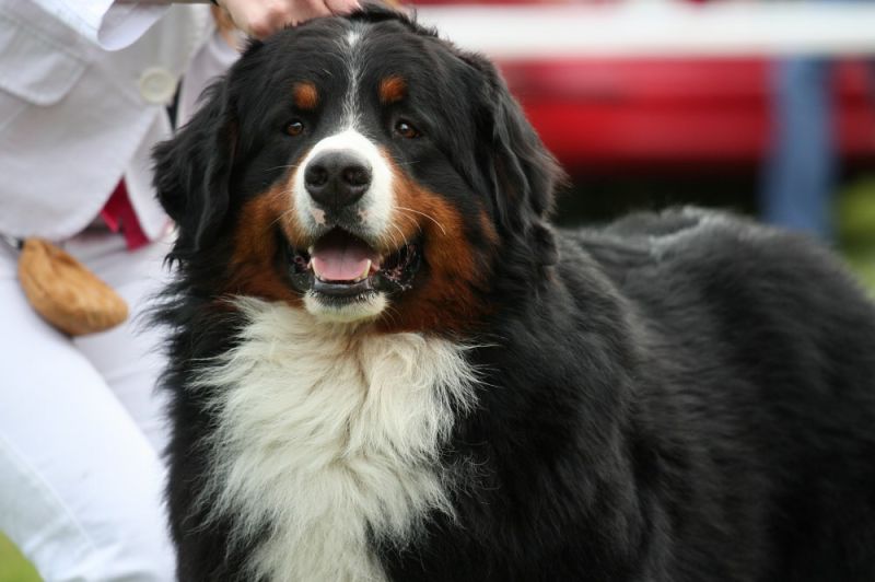 Kristof  12 