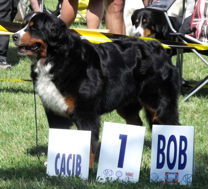 Lousiana BOB 