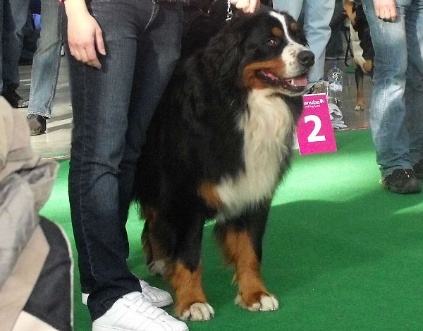 DUO CACIB Brno - nase momentky