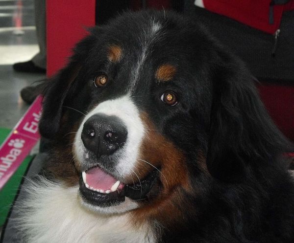 DUO CACIB Brno - nase momentky