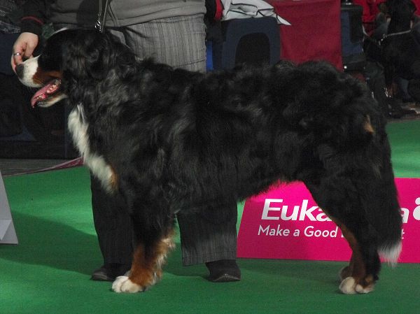 DUO CACIB Brno - nase momentky