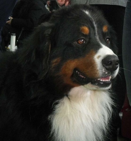 DUO CACIB Brno - nase momentky