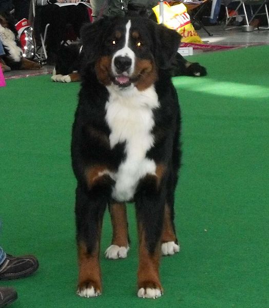 DUO CACIB Brno - nase momentky