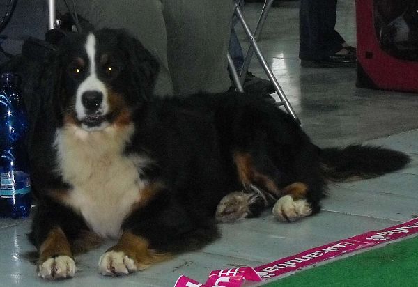 DUO CACIB Brno - nase momentky