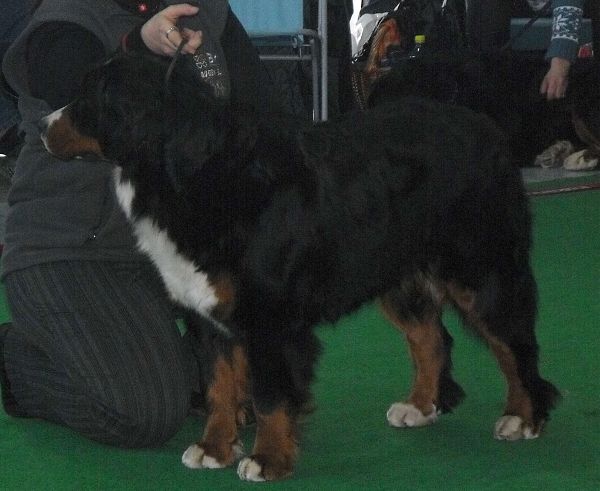 DUO CACIB Brno - nase momentky