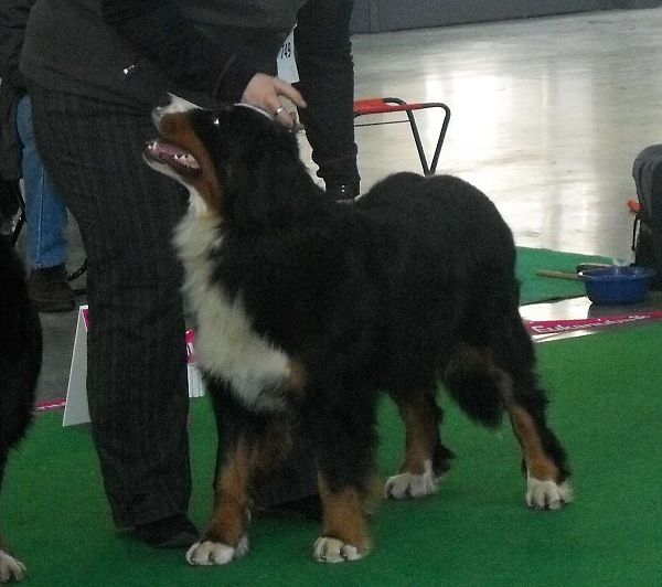 DUO CACIB Brno - nase momentky