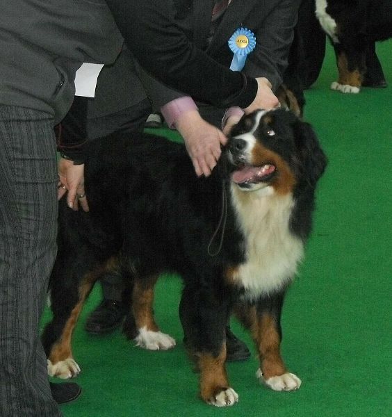 DUO CACIB Brno - nase momentky