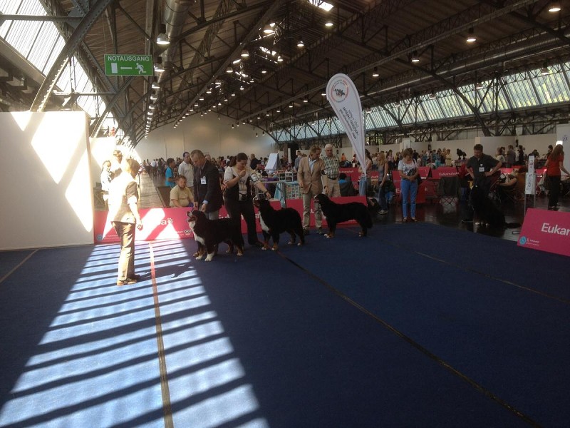 DUO CACIB Innsbruck 11.-12.8.2012
