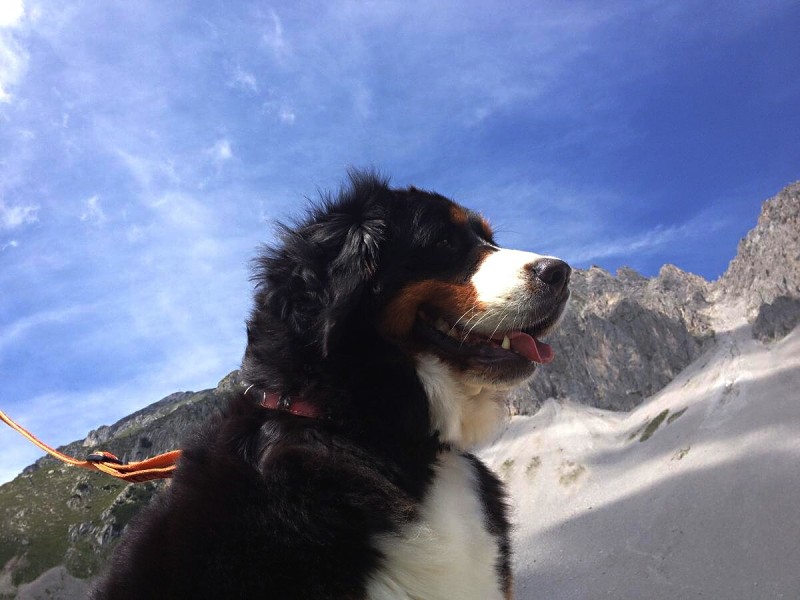 DUO CACIB Innsbruck 11.-12.8.2012