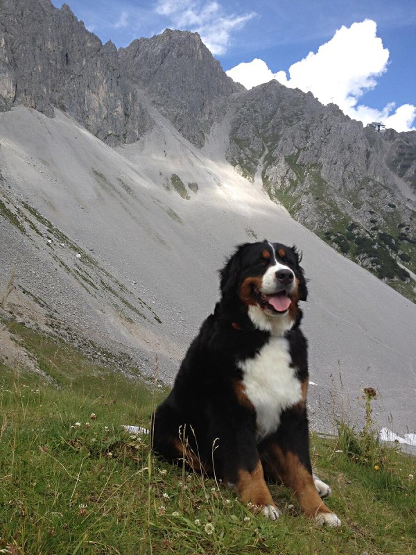 DUO CACIB Innsbruck 11.-12.8.2012